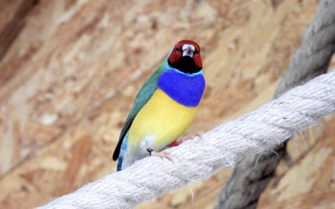 Al bioparco Zoom Torino sei nuovi diamanti di Gould aprono la stagione riproduttiva con danze e canti di corteggiamento