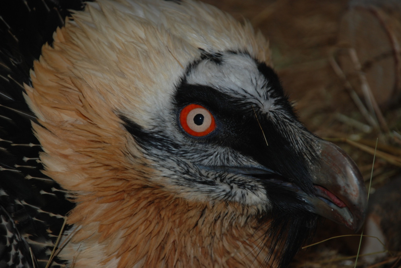 Incontro formativo per parlare della presenza nelle Alpi del gipeto, il più grande avvoltoio europeo