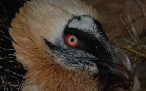 Incontro formativo per parlare della presenza nelle Alpi del gipeto, il più grande avvoltoio europeo