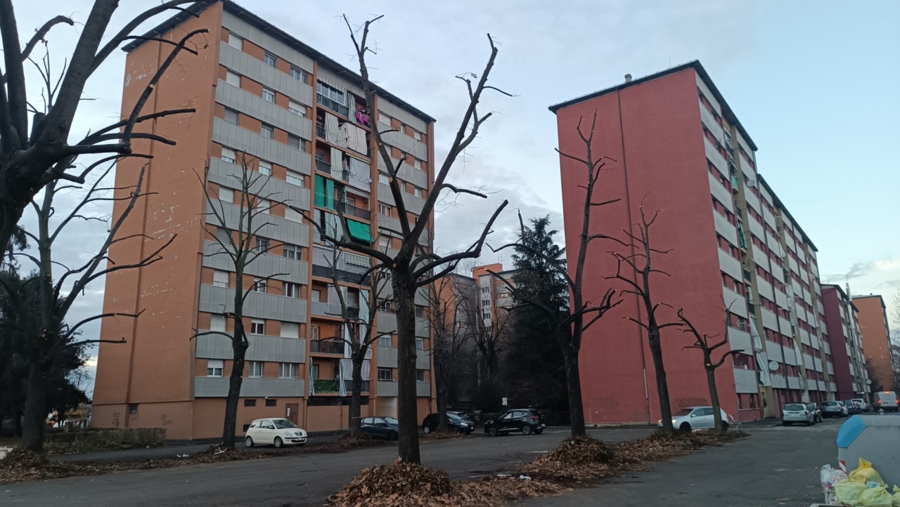 Cura verde in città, l’agronomo Massimo Tirone: “Ridurre gli alberi a scheletro non porta vantaggi in termini ambientali, economici e di sicurezza”
