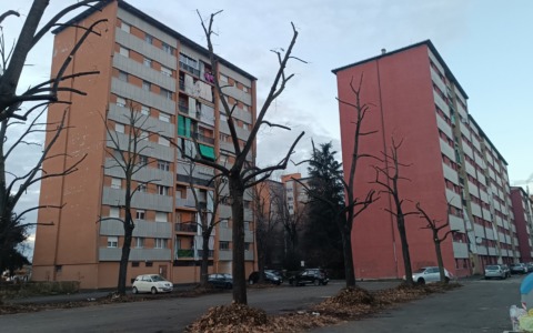 Cura verde in città, l’agronomo Massimo Tirone: “Ridurre gli alberi a scheletro non porta vantaggi in termini ambientali, economici e di sicurezza”