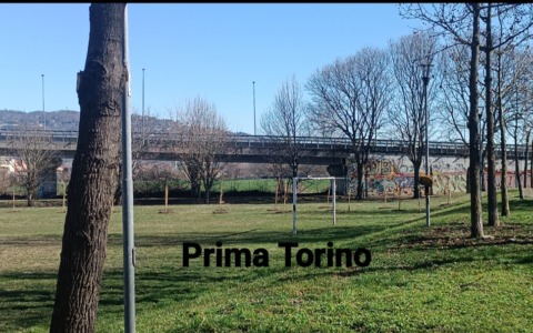 Nichelino, nuovi alberi nel parco di via Carducci