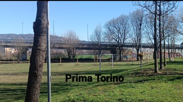 Nichelino, nuovi alberi nel parco di via Carducci