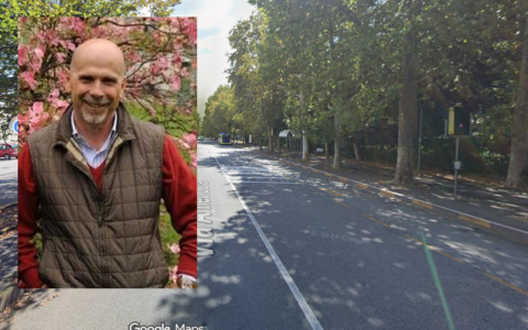 Verde urbano, l’agronomo Zanzi: “Un albero alto o cavo non è automaticamente pericoloso”