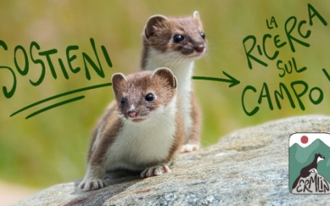 SOS ermellino: i ricercatori torinesi lanciano una raccolta fondi per salvare la mascotte delle Olimpiadi invernali
