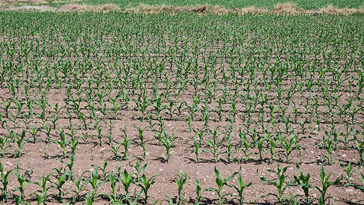 Partono le semine primaverili con l’incubo speculazioni sui prezzi di gasolio e fertilizzanti