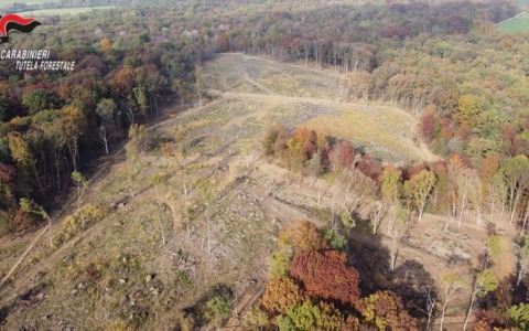 Disastro ambientale alle porte di Torino: boschi rasi al suolo per produrre 4mila tonnellate di legname