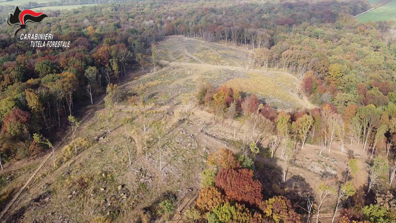 Disastro ambientale alle porte di Torino: boschi rasi al suolo per produrre 4mila tonnellate di legname