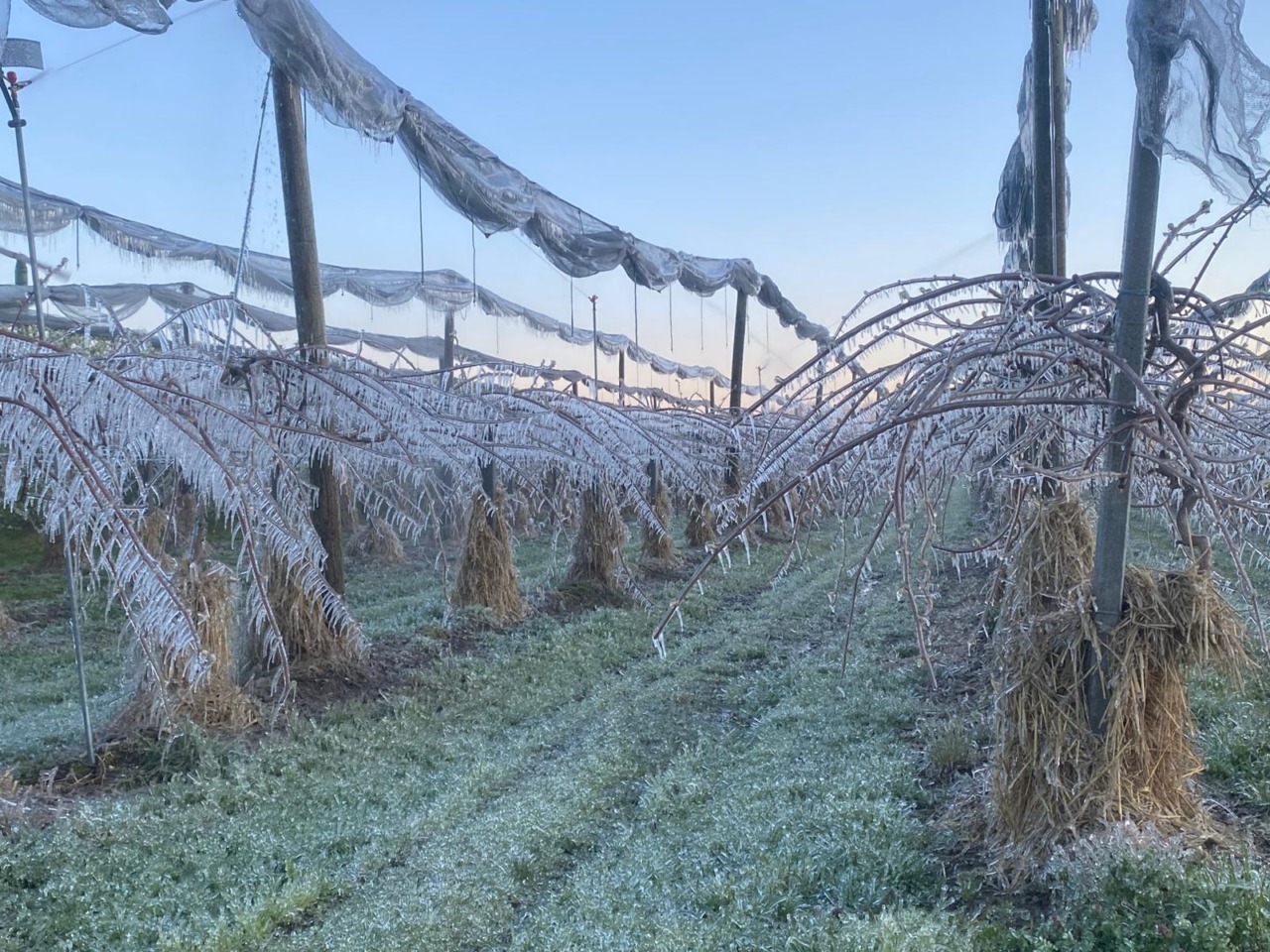 Gelate primaverili e cambiamento climatico: i frutticoltori torinesi sotto pressione