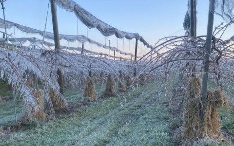 Gelate primaverili e cambiamento climatico: i frutticoltori torinesi sotto pressione