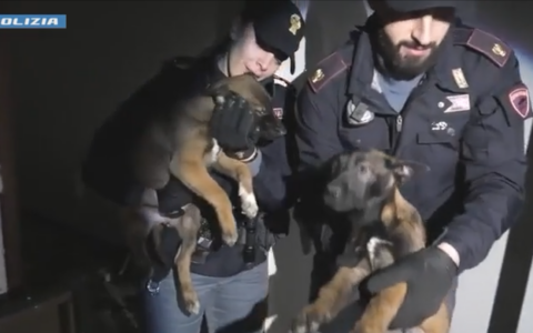 Mamma e cuccioli malinois salvati dalla polizia, sgominato traffico di cani di razza