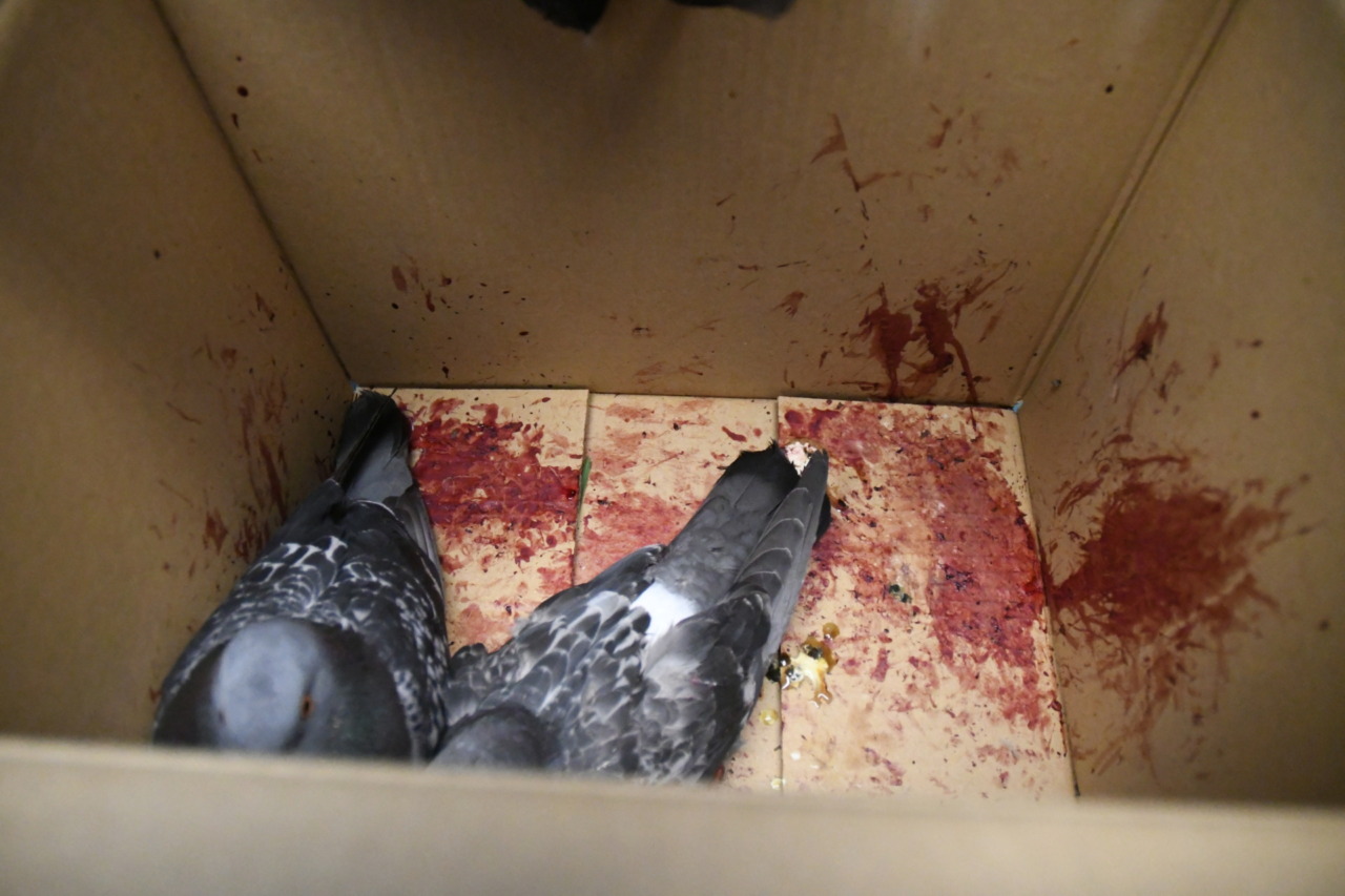 Abbattimento di piccioni nel torinese, i dubbi su modalità e regolarità dell’OIPA