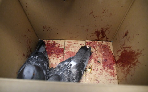 Abbattimento di piccioni nel torinese, i dubbi su modalità e regolarità dell’OIPA