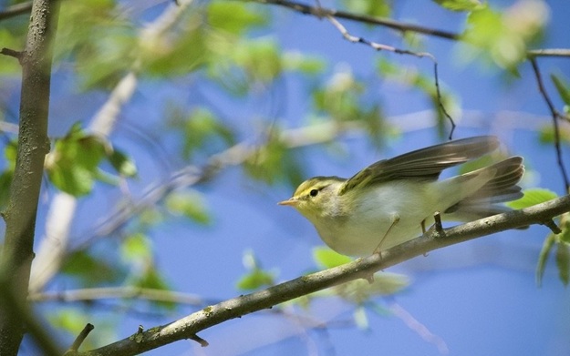 Museo Regionale di Scienze Naturali: aperte le iscrizioni per la City Nature Challenge