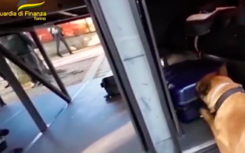 Il bagaglio della passeggera attira il fiuto del cane poliziotto Nasko: all’interno cocaina e metanfetamina