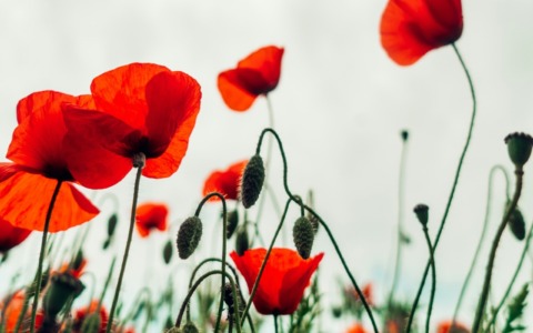 Cosa fare a Torino e provincia: gli eventi del weekend del 25 e 26 aprile 2026