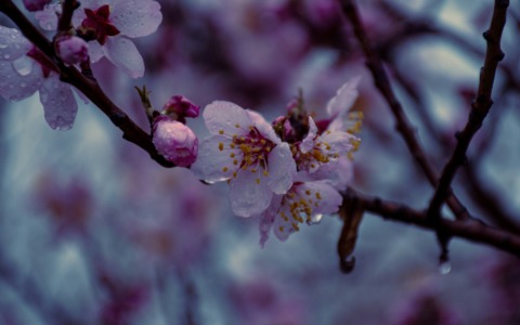 Previsioni meteo a Torino e provincia (10- 11 – 12 aprile 2026)