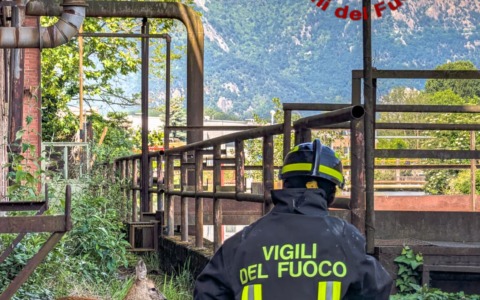 Capriolo intrappolato nel canale della Dora: salvato dai Vigili del Fuoco