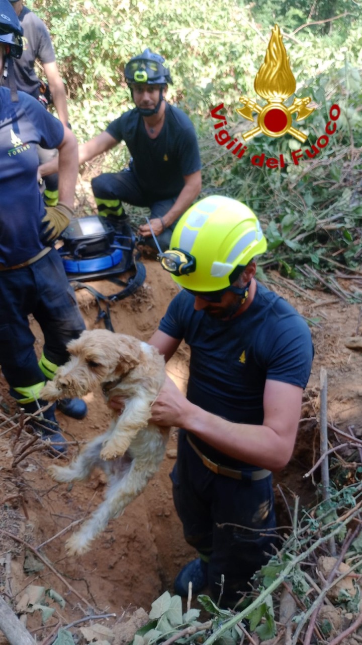 Rivoli, due Jack Russell bloccati nella tana di un tasso: il maxi intervento dei Vigili del Fuoco