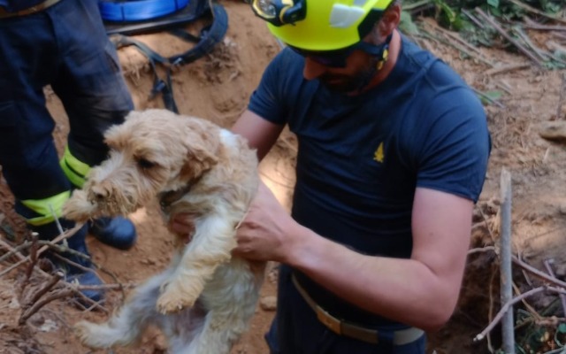 Rivoli, due Jack Russell bloccati nella tana di un tasso: il maxi intervento dei Vigili del Fuoco