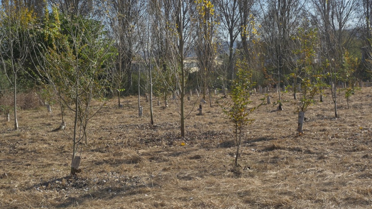 Siccità, previste sostituzioni di alberi nelle aree riforestate grazie agli interventi PNRR