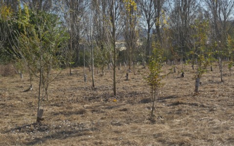 Siccità, previste sostituzioni di alberi nelle aree riforestate grazie agli interventi PNRR