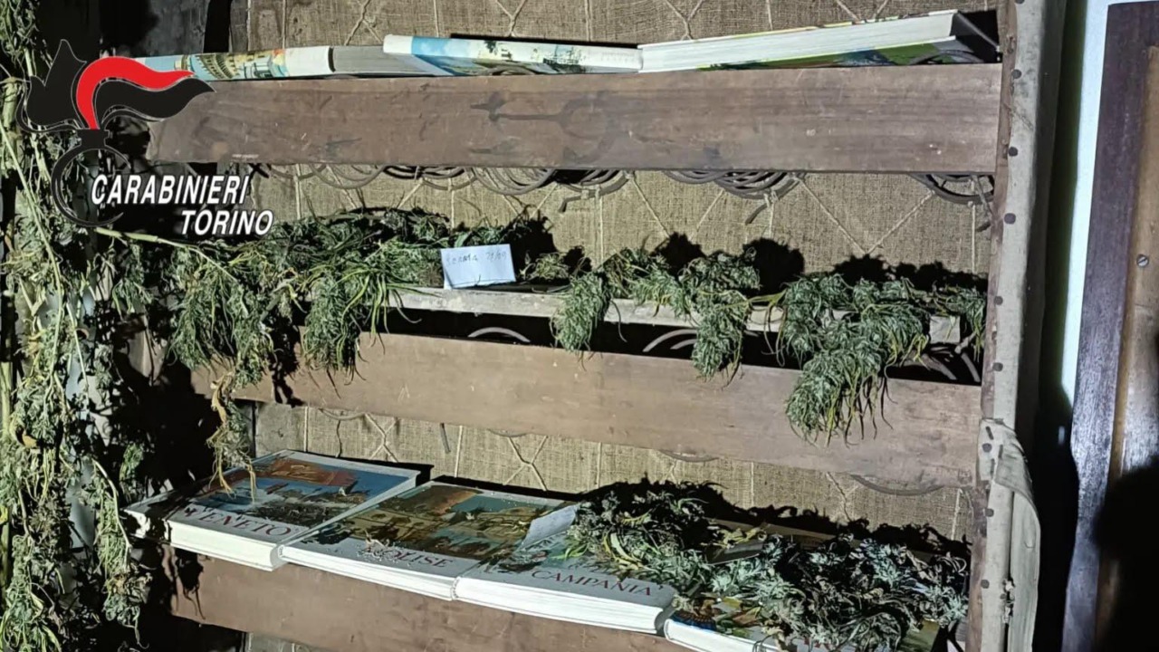 Cannabis alta due metri e proiettili in giardino: arrestati marito e moglie a Corio