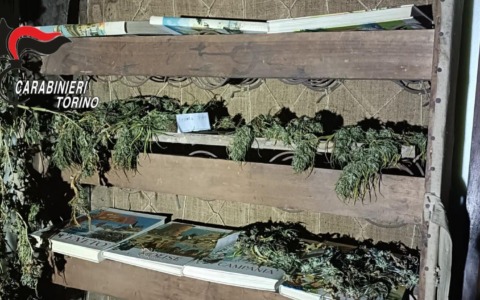 Cannabis alta due metri e proiettili in giardino: arrestati marito e moglie a Corio